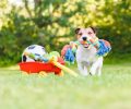 Best Pet Toys