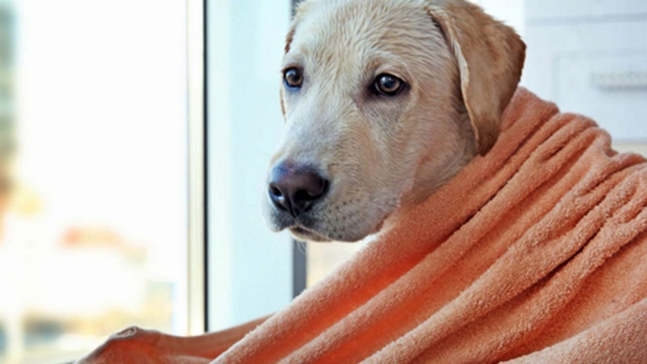 Do You Have To Dry Dog After Bath
