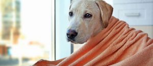 Dry Your Dog After A Bath