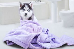 Towel For Dog Bath