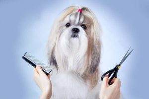 Tips For Grooming A Dog