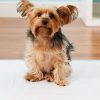 The Right Way for Puppy or Adult Dog Potty Training