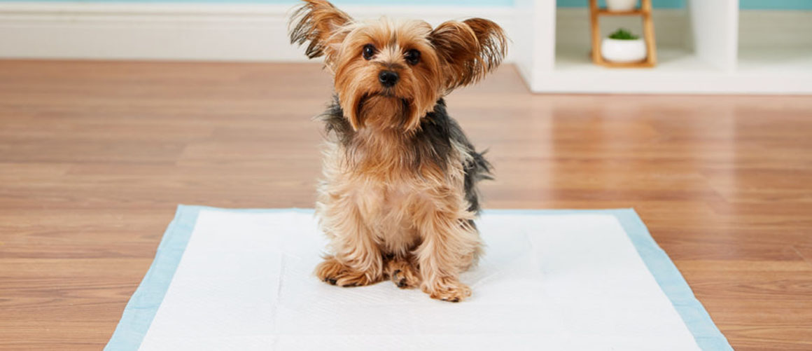 The Right Way for Puppy or Adult Dog Potty Training