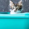 Best Litter Boxes For Cats