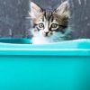 How to Choose the Best Litter Boxes for Your Cats?