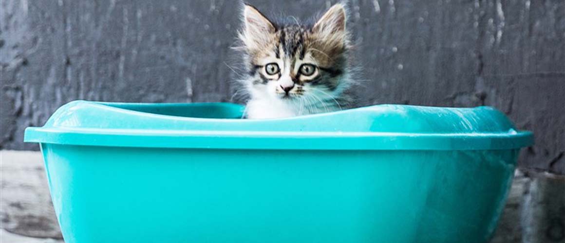Best Litter Boxes For Cats
