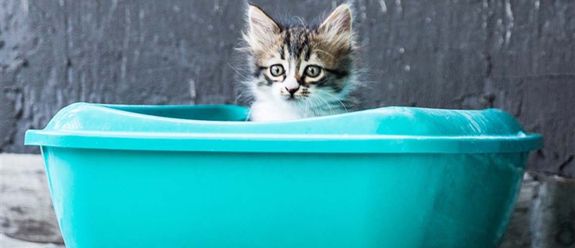 How to Choose the Best Litter Boxes for Your Cats?